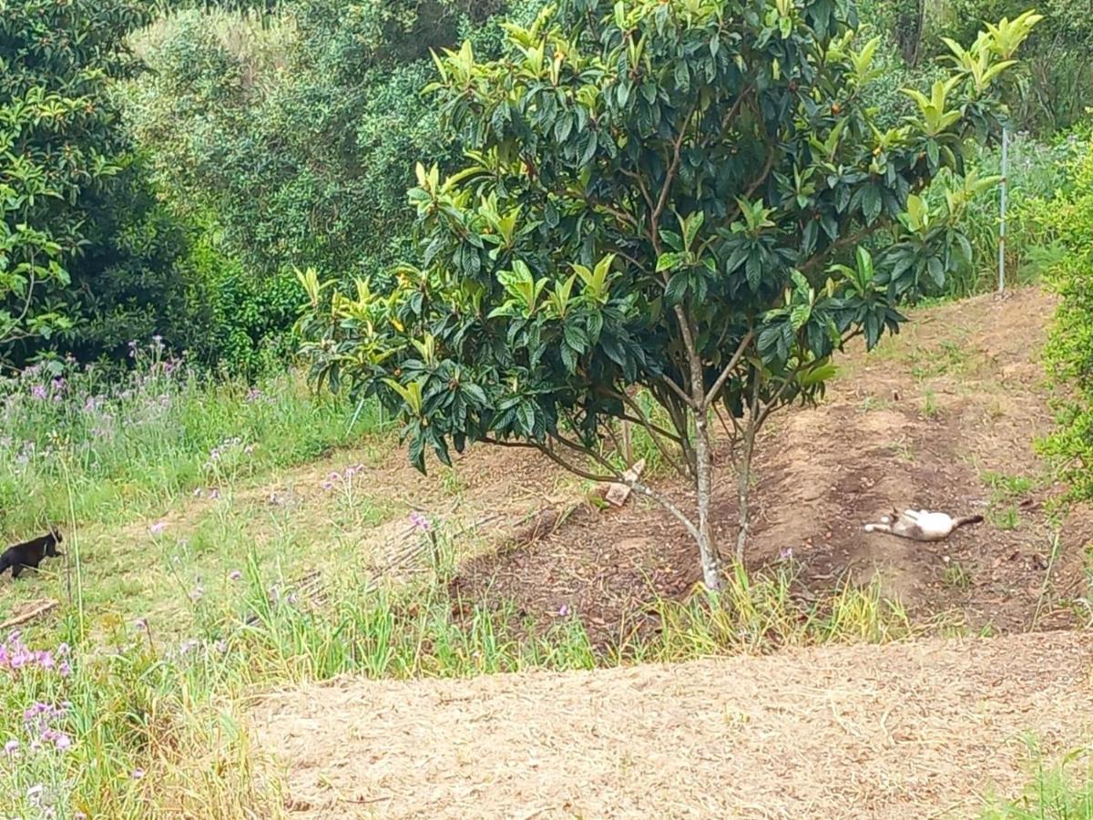 Casa Do Sobreiro 2 Panzió Serra das Alhadas Kültér fotó